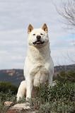 AKITA AMERICAIN 408
